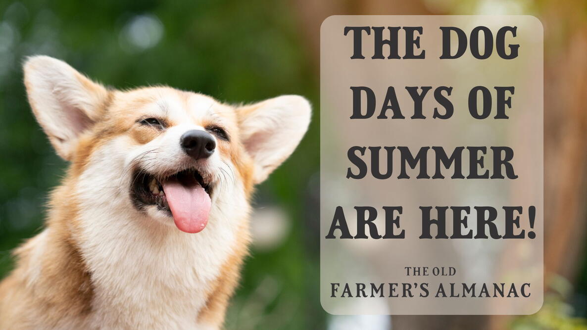Dog Days of Summer: Meaning, Dates & History of Sirius, the Dog Star | July 3–August 11 | The ...